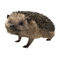 Spontex Hedgehog